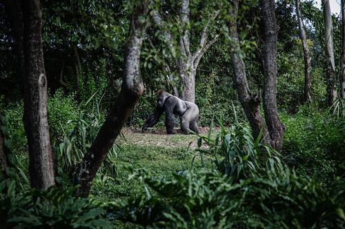 gorilla