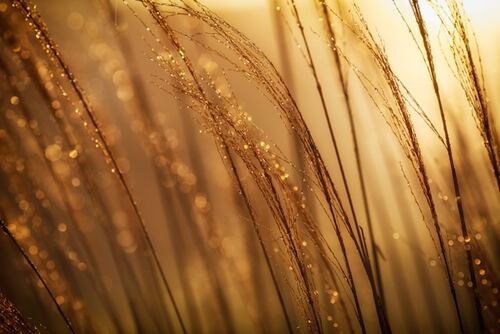 The Role of Professional SMSF Accountants in Gold Coast 
